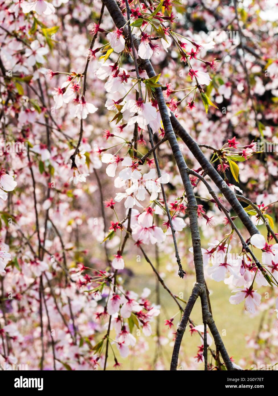Weeping cherry tree in full bloom Stock Photo Alamy