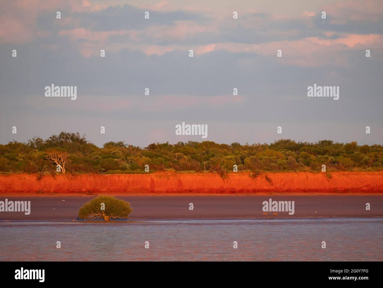 Red sand cliffs, mangrove tree and shore at Roebuck Bay at sunset. Stock Photo