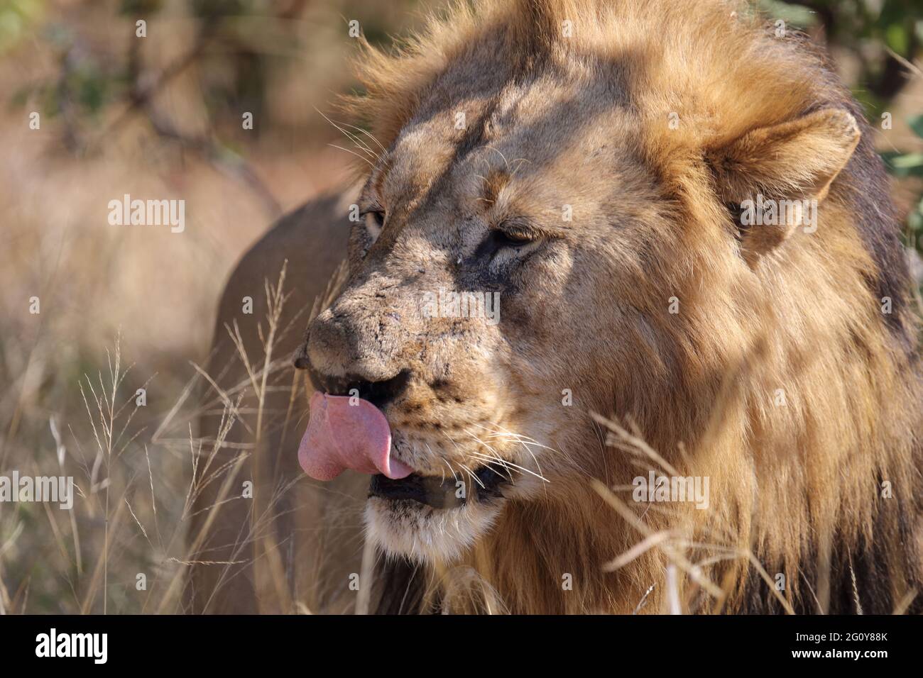 Afrikanischer Löwe / African lion / Panthera leo Stock Photo - Alamy