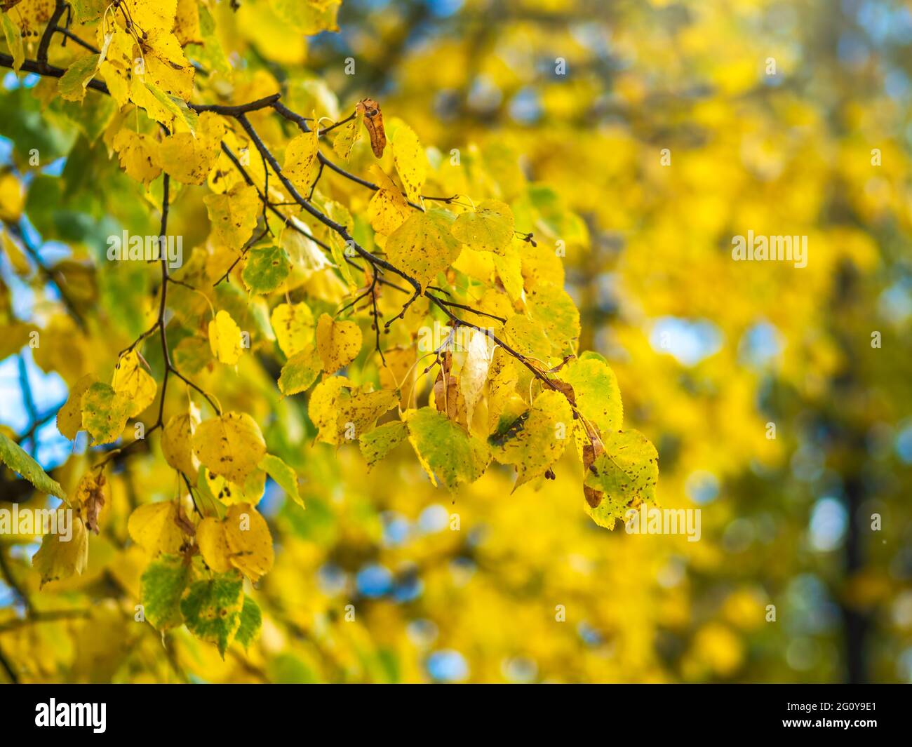 Birch branches with yellow leaves in autumn, in the light of sunset ...