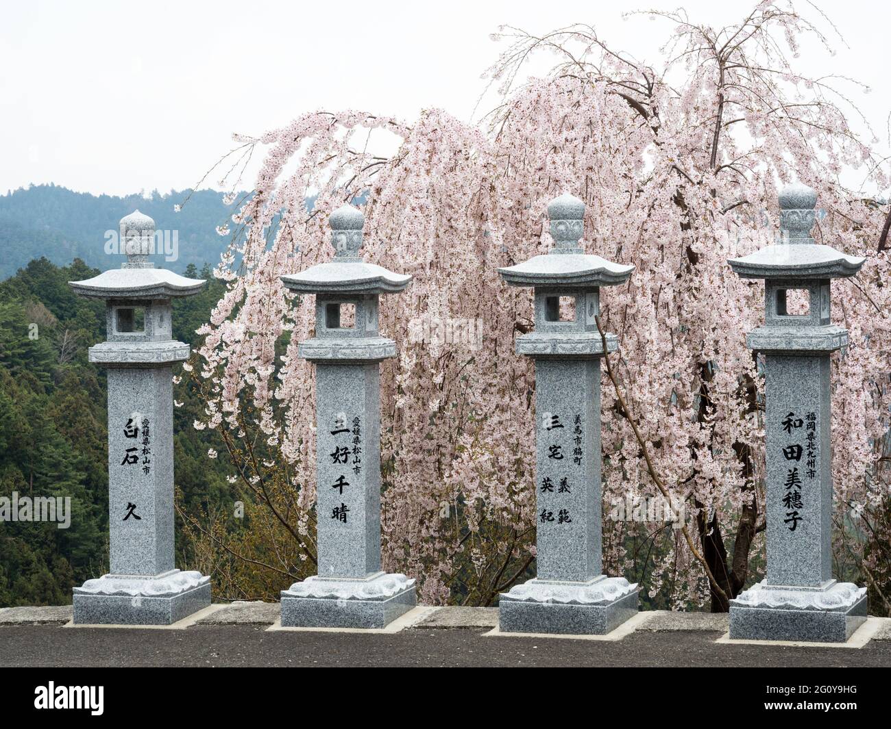 12 Cherry Blossoms High Resolution Stock Photography And Images Alamy 12 Cherry Blossoms High Resolution Stock Photography And Images Alamy