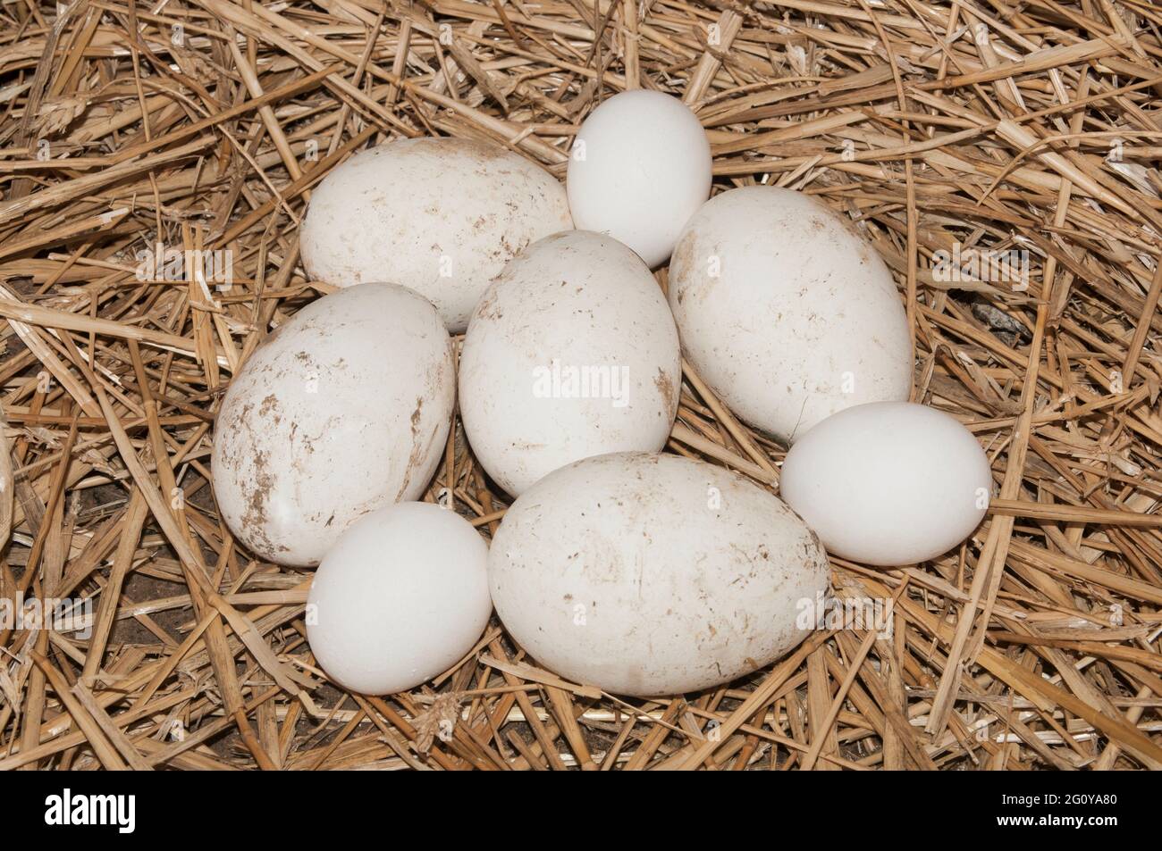 Goose and chicken eggs laid on straw in a chicken coop Stock Photo