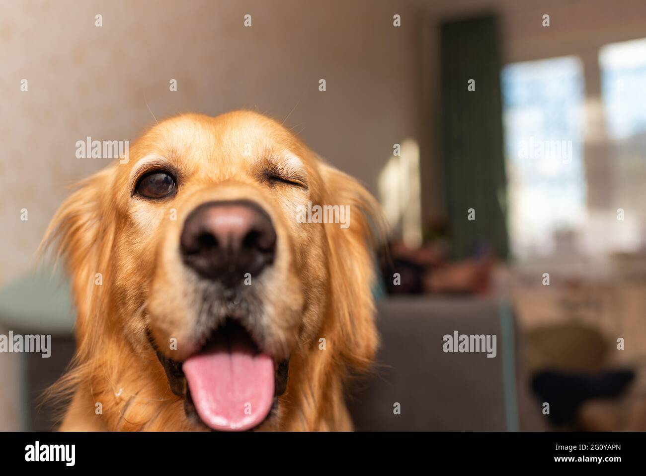 Ridiculous Golden retriever dog with mouth opened one eye closed looking at the dog portrait golden labrador at Stock Photo - Alamy Ridiculous Golden retriever dog with mouth opened one eye closed looking at the dog portrait golden labrador at Stock Photo - Alamy