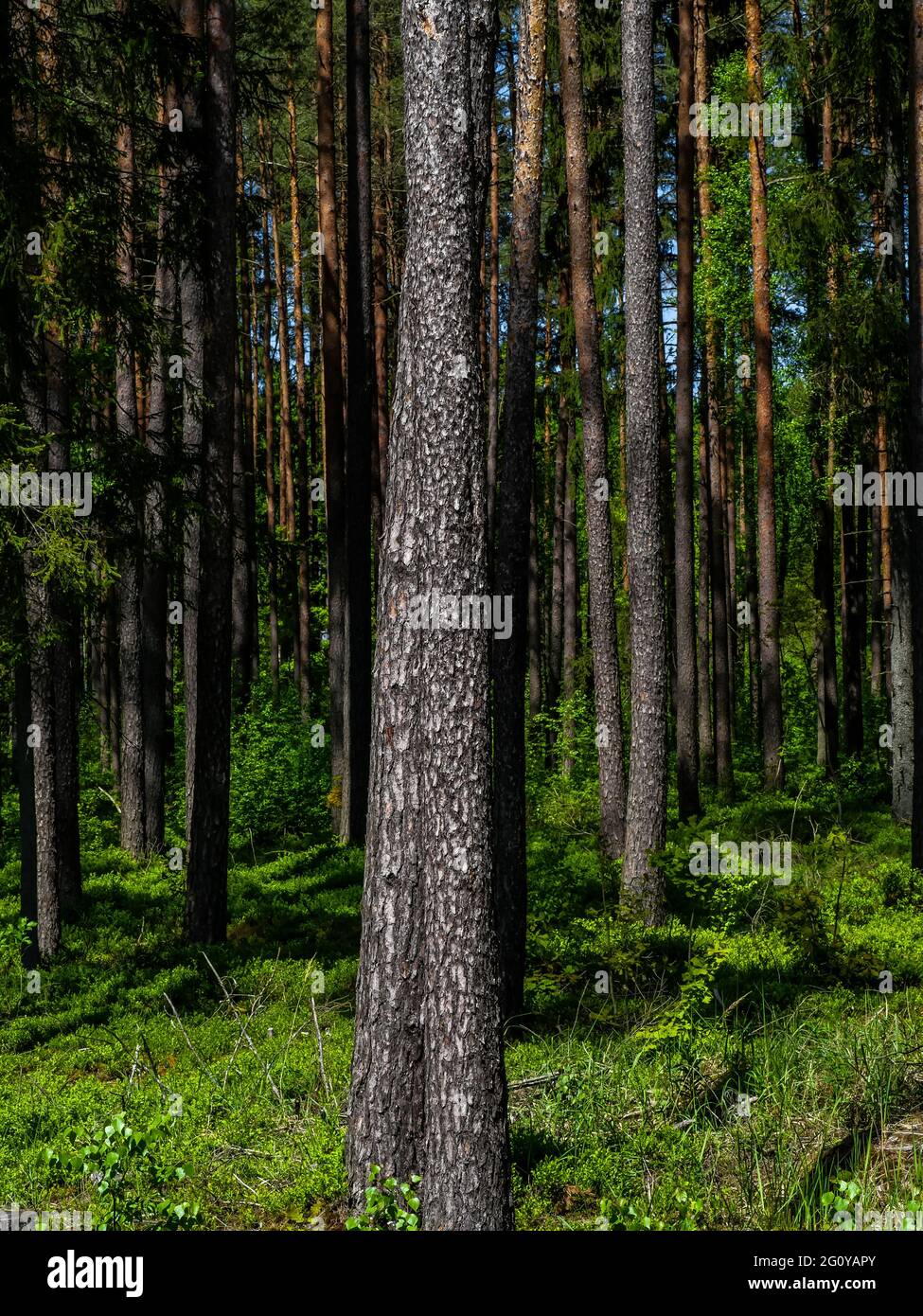 Vertical shot of trees and green vegetation in a forest Stock Photo - Alamy