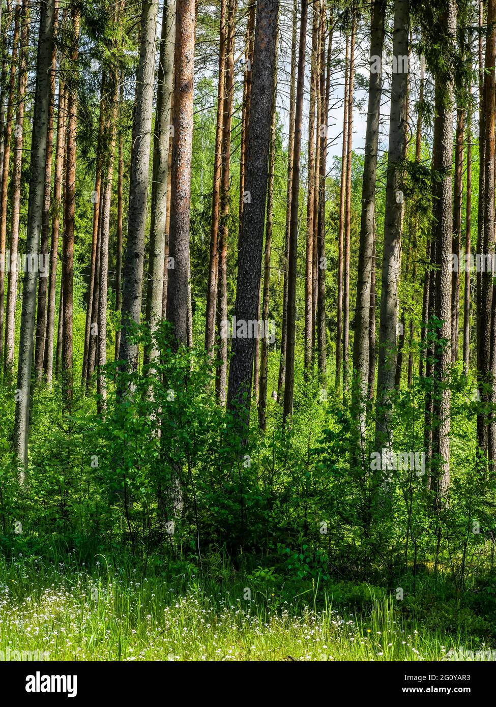 Vertical shot of trees and green vegetation in a forest Stock Photo - Alamy