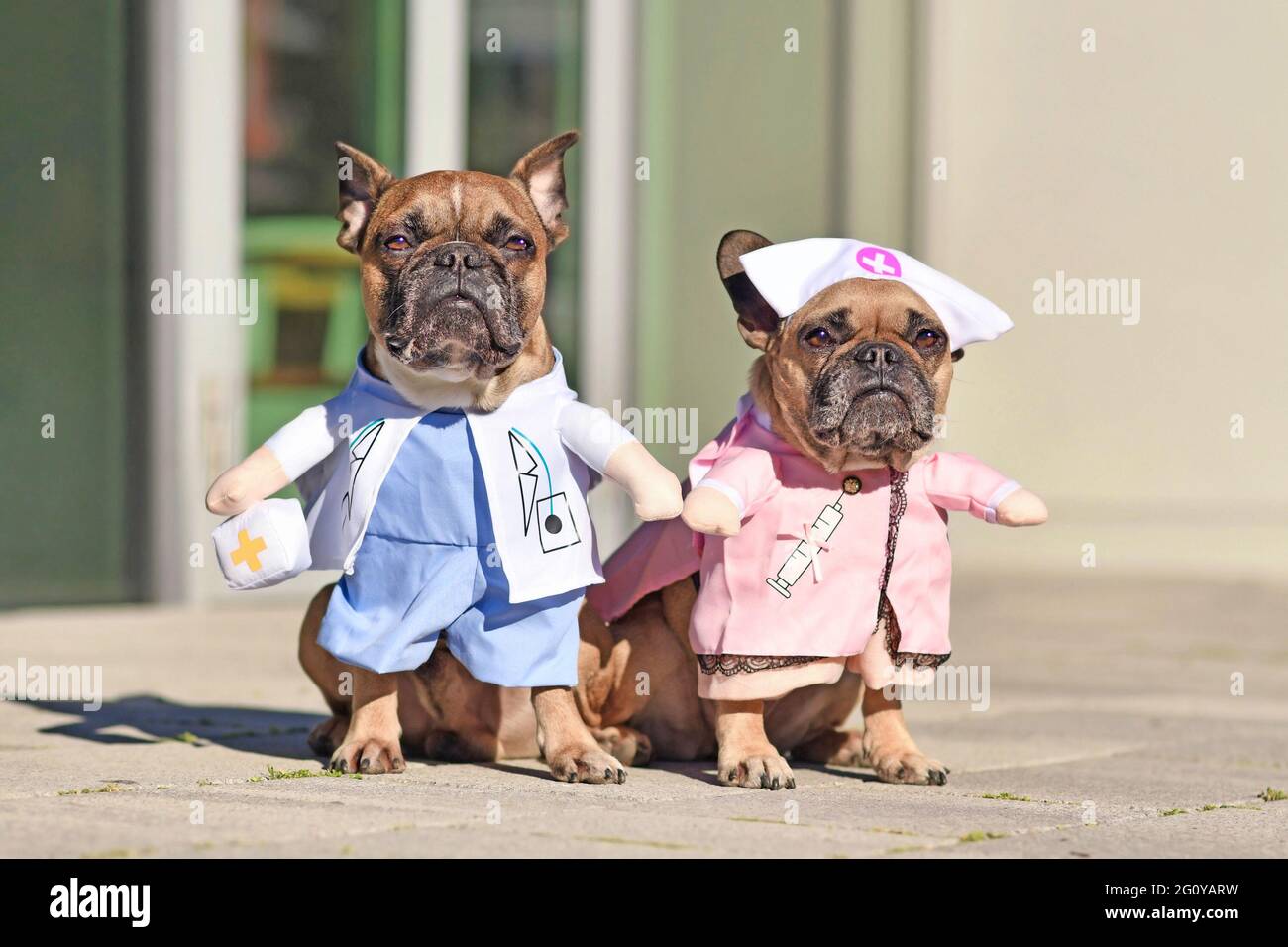 French Bulldog dogs dressed up with doctor and nurse costume with fake arms Stock Photo