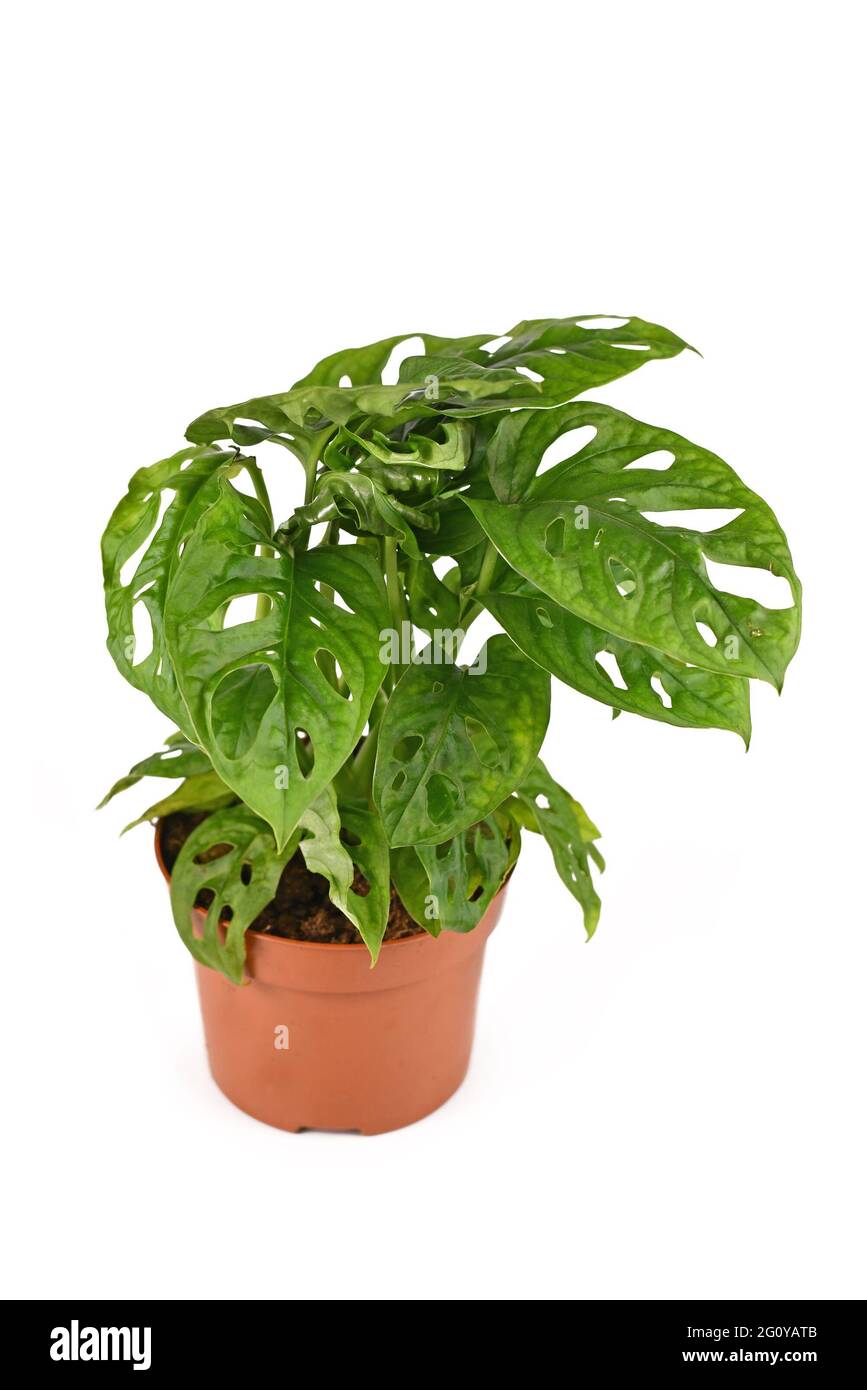 Tropical 'Monstera Adansonii' or 'Monstera Monkey Mask' vine houseplant in flower pot isolated on white background Stock Photo