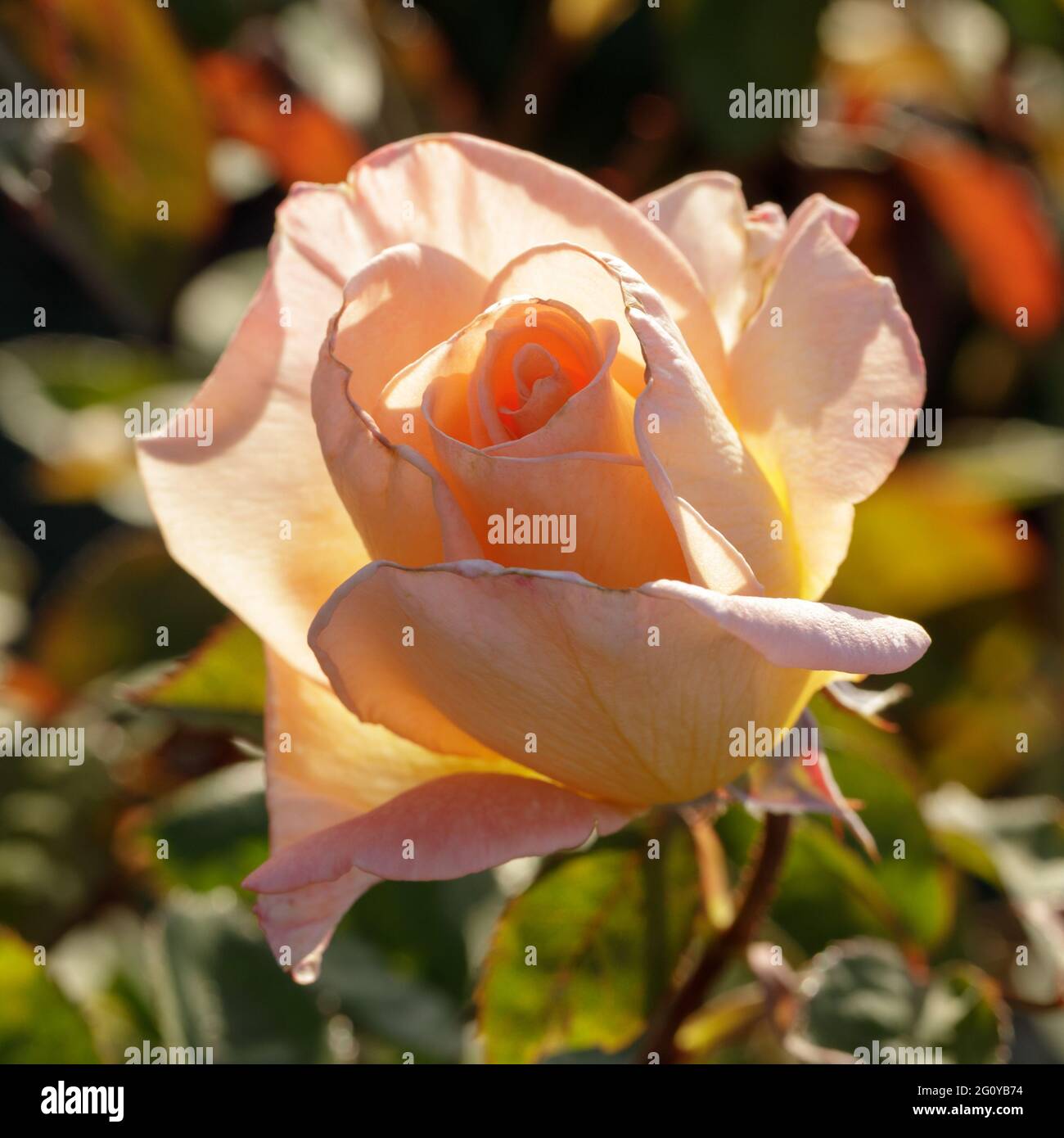 'Summer Dream' Apricot Blend Hybrid Tea Rose in Bloom. San Jose Municipal Rose Garden, San Jose, California, USA. Stock Photo