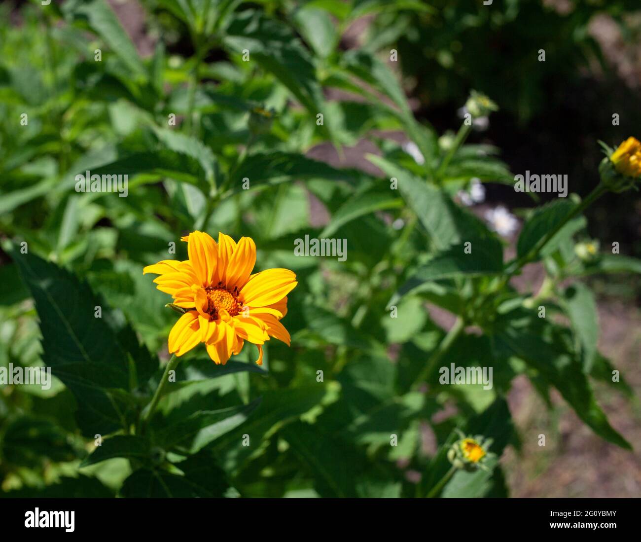 Bright yellow heliopsis flowers on a green background. False sunflower. Close-up photo of yellow blossom flower on green stem Stock Photo