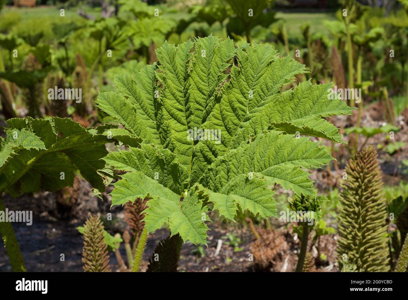 Large lush green leaf of gunnera manicata in garden setting Stock Photo