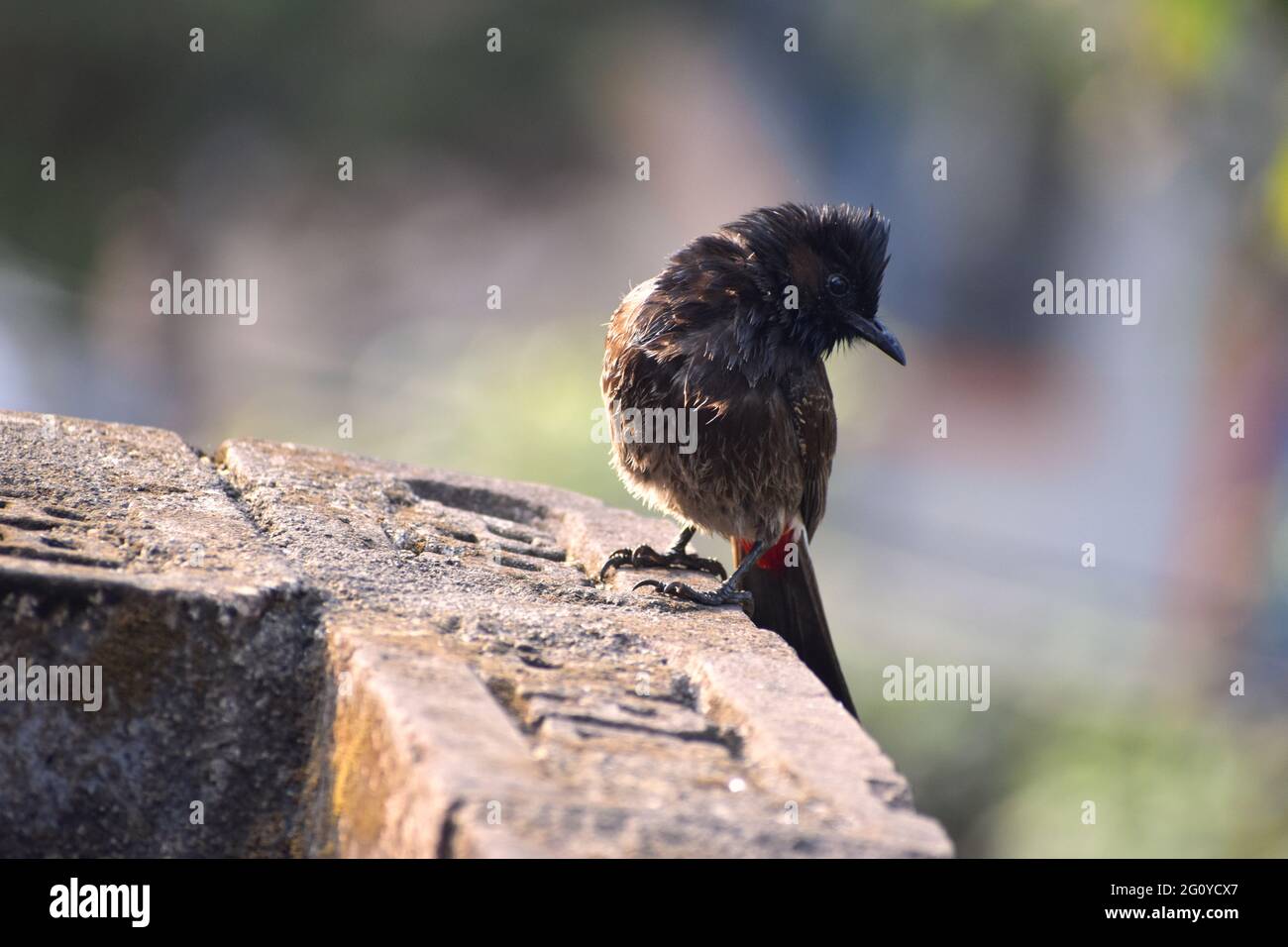 red vented bulbul at an artistic pose Stock Photo