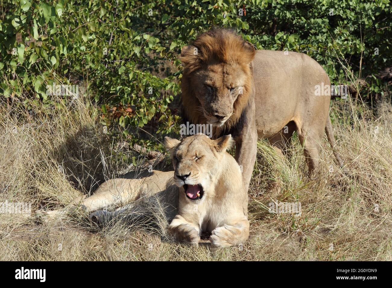 Afrikanischer Löwe / African lion / Panthera leo Stock Photo - Alamy