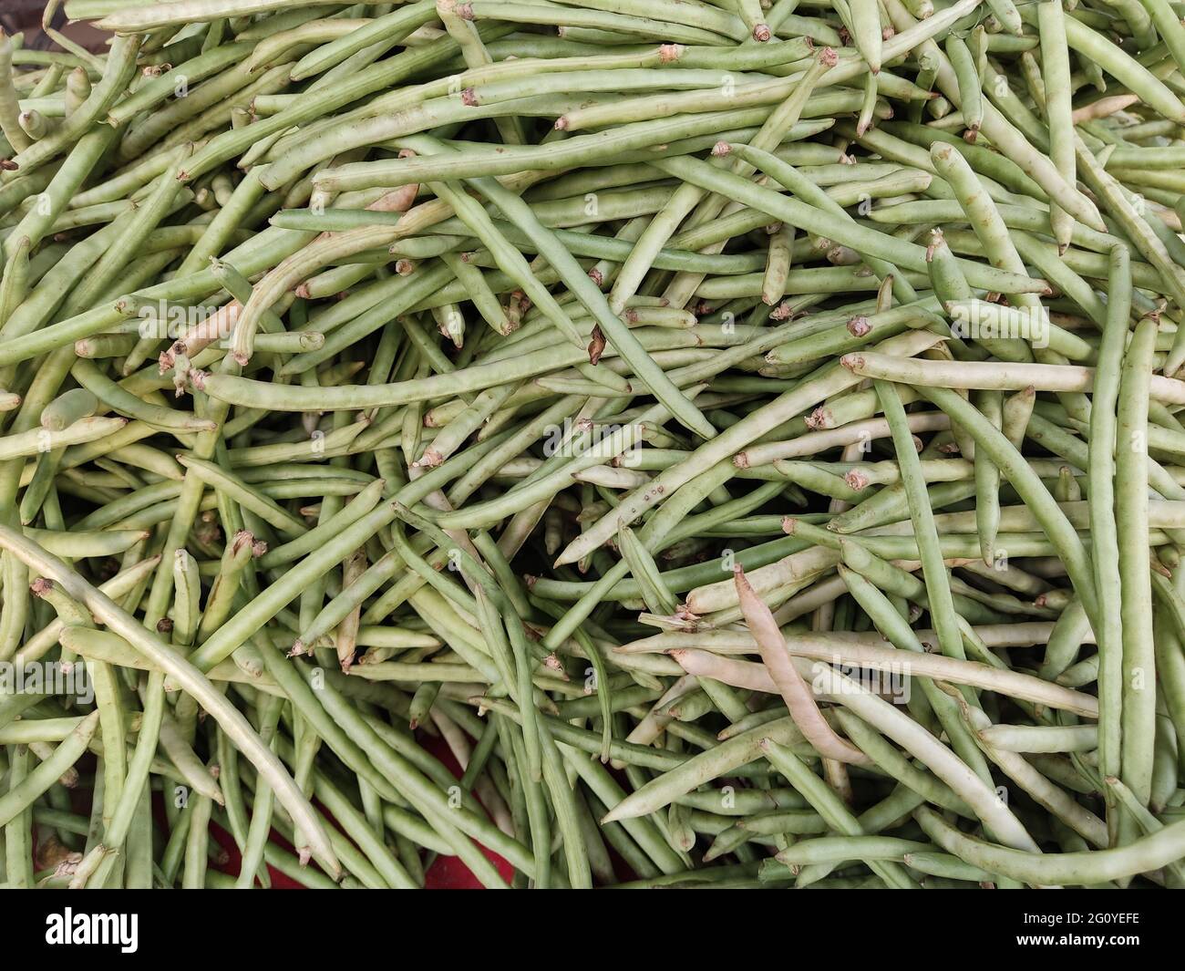 The guar or cluster bean, with the botanical name Cyamopsis tetragonoloba, is an annual legume and the source of guar gum. It is also known as gavar, Stock Photo