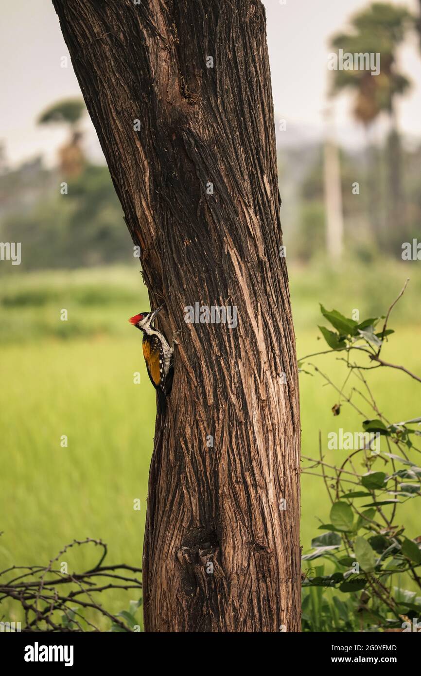 Woodpecker bird on tree Stock Photo