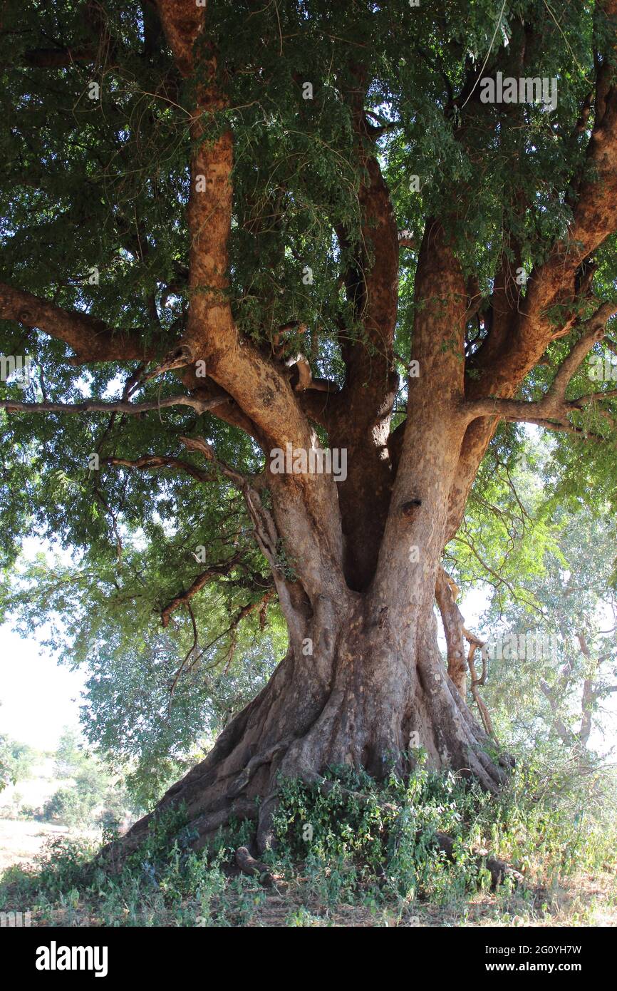 Afrikanischer Busch / African Bush Stock Photo Alamy