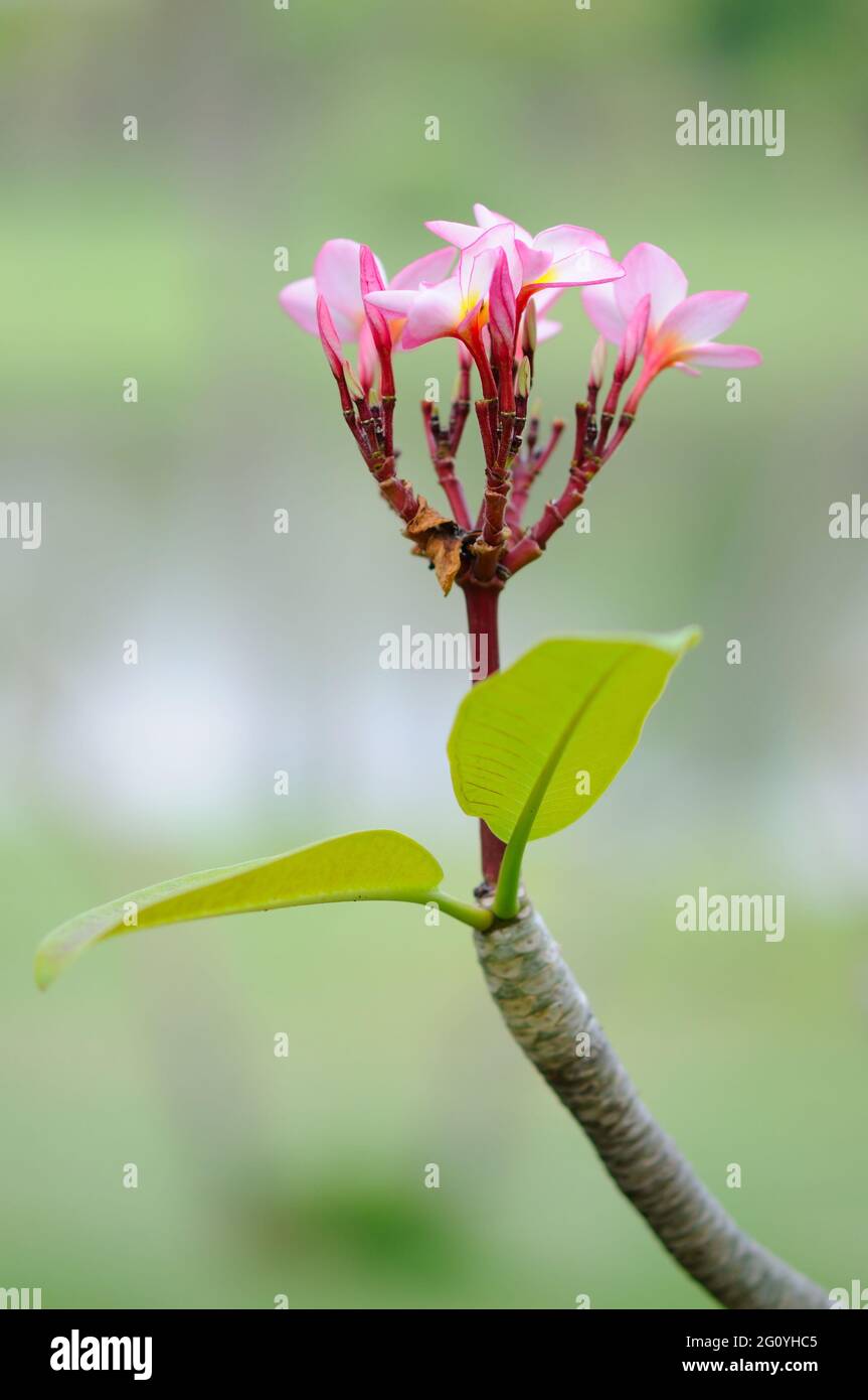Frangipani Flowers (Plumeria) Stock Photo