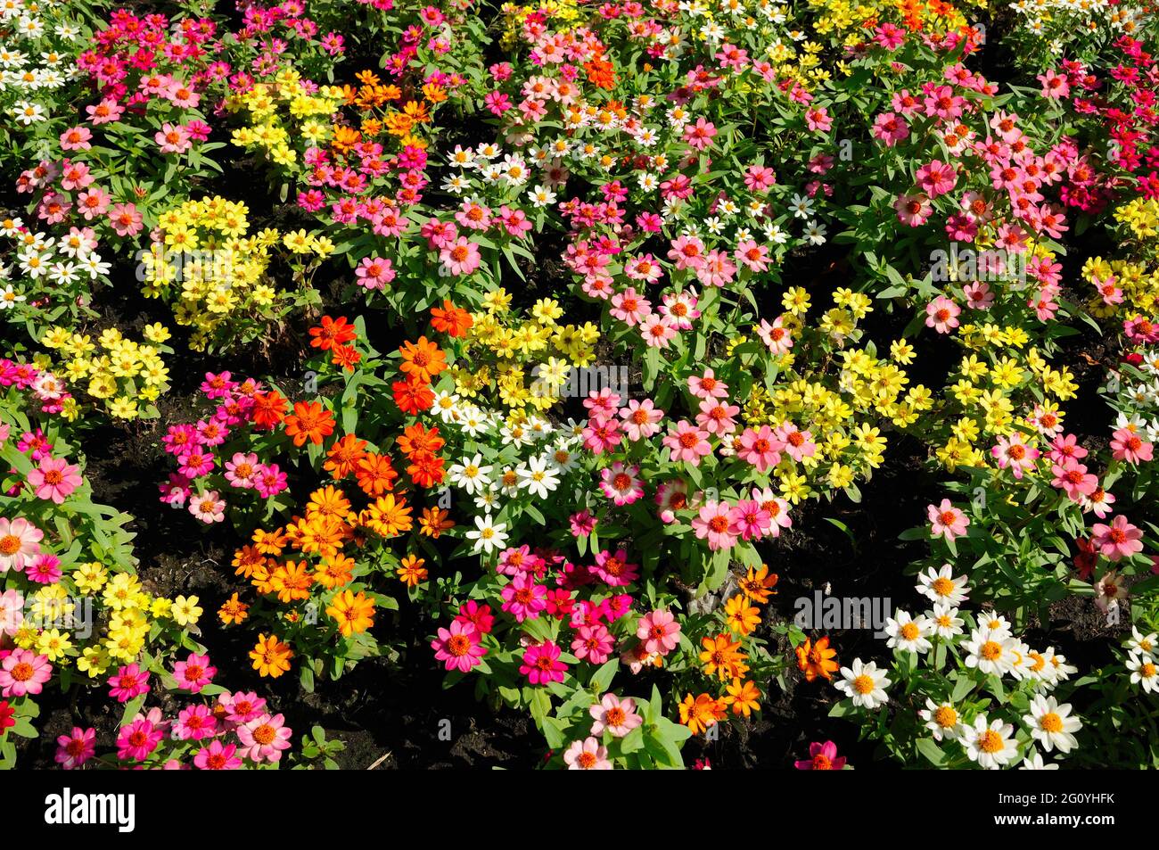 Attractive Colorful Flowers Stock Photo - Alamy