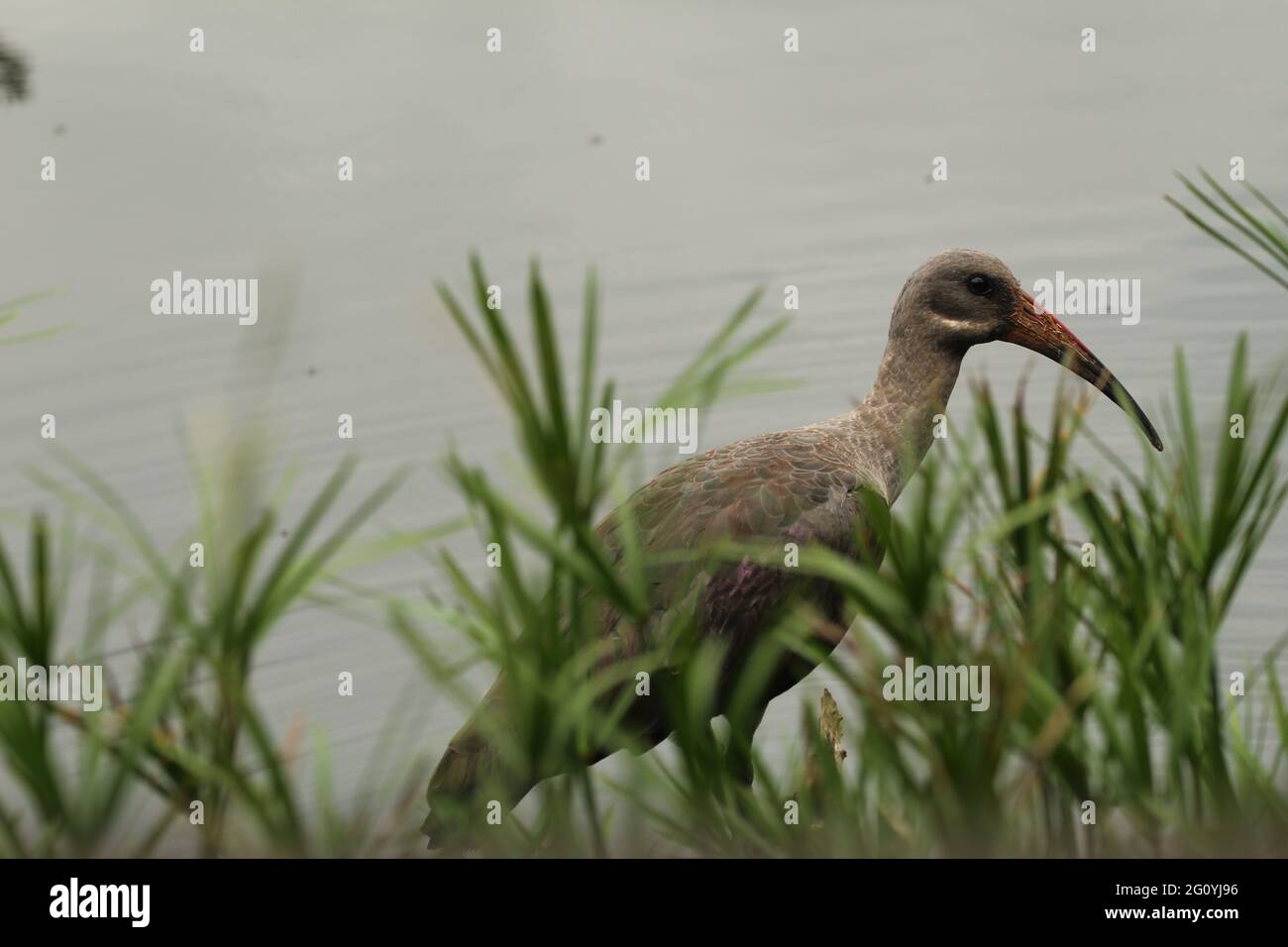 Hade Da Hadeda standing on a dead tree branch Stock Photo - Alamy