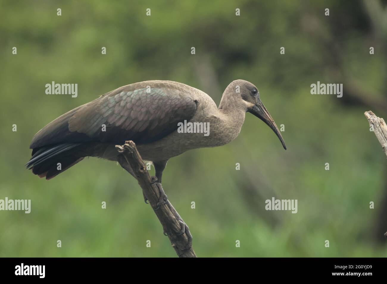 Hade Da Hadeda standing on a dead tree Stock Photo - Alamy