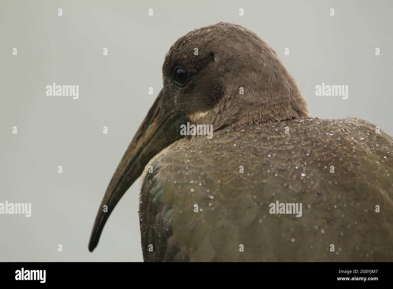 Hade Da Hadeda standing on a dead tree Stock Photo - Alamy