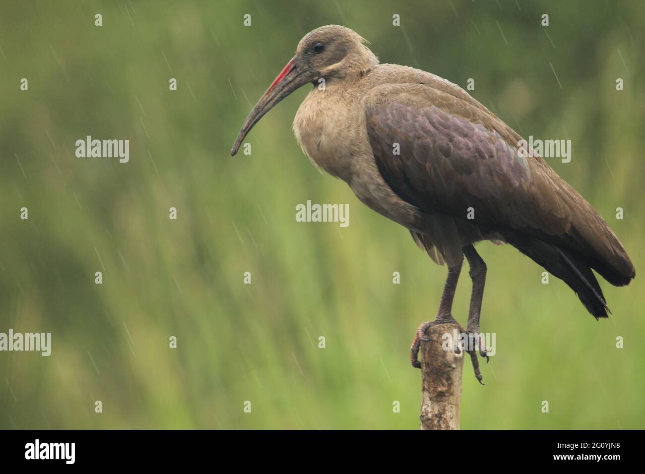 Hade Da Hadeda standing on a dead tree Stock Photo - Alamy