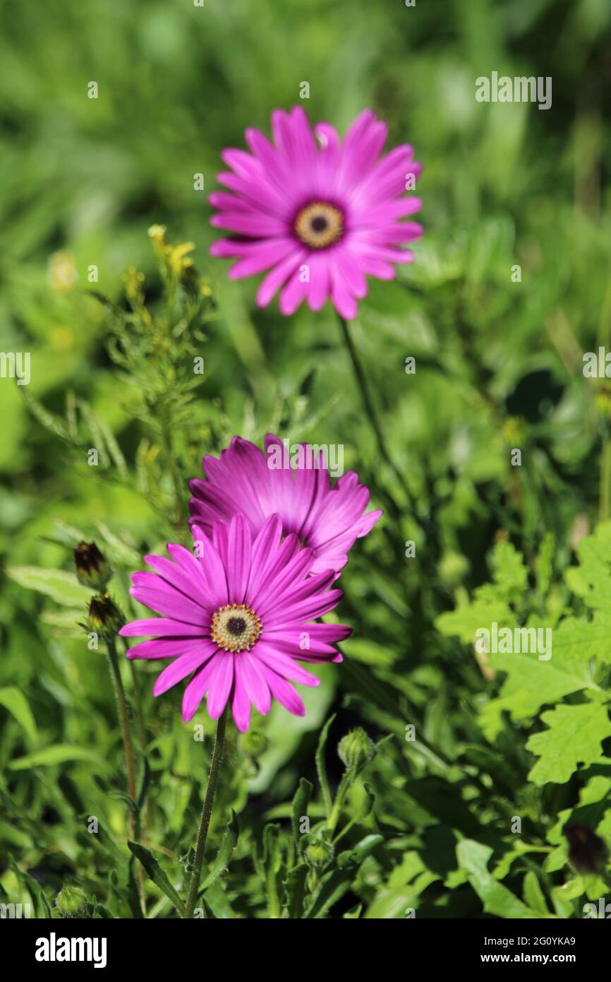 Purple flower in a garden Stock Photo - Alamy