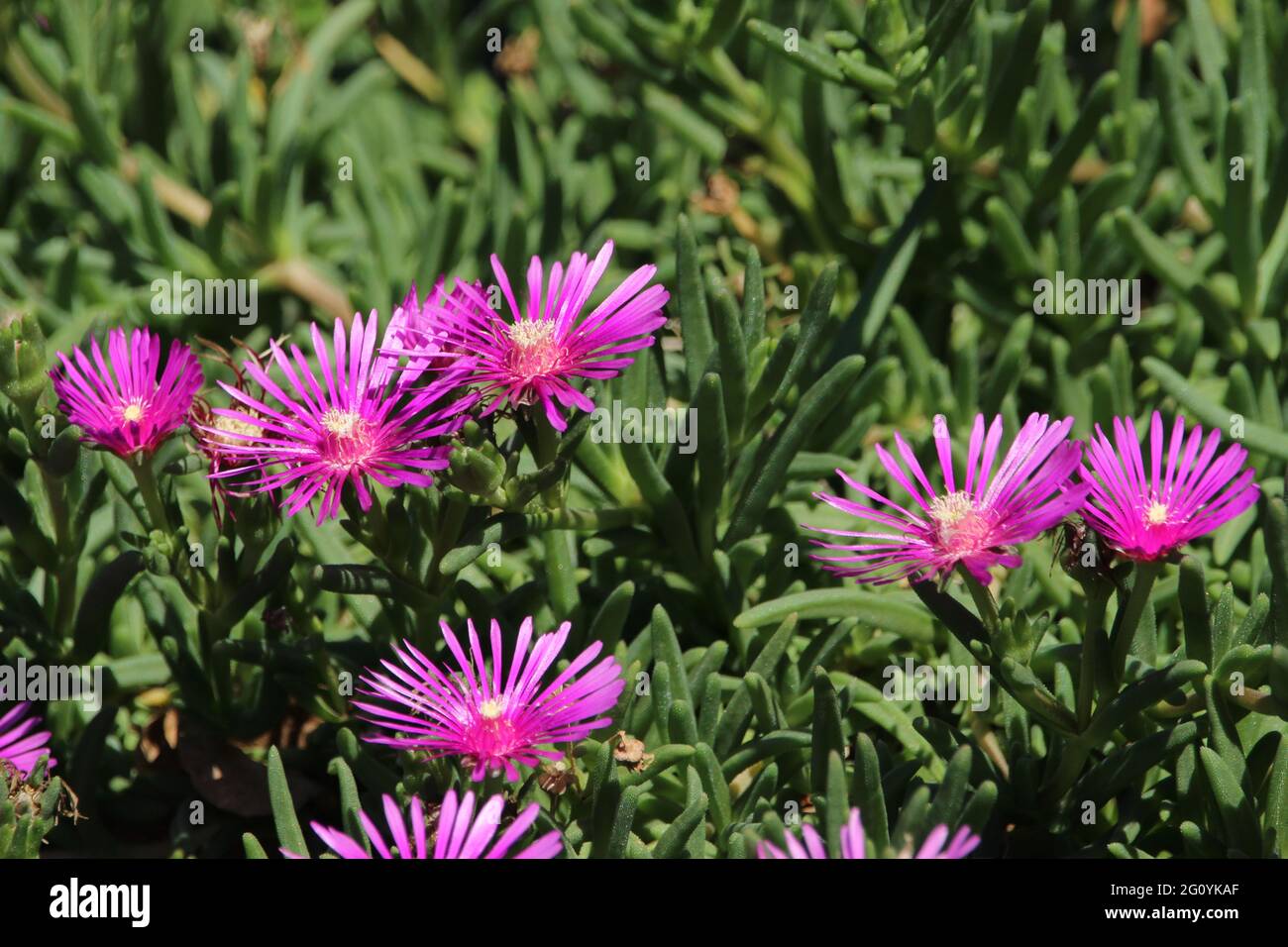 Purple flower in a garden Stock Photo - Alamy