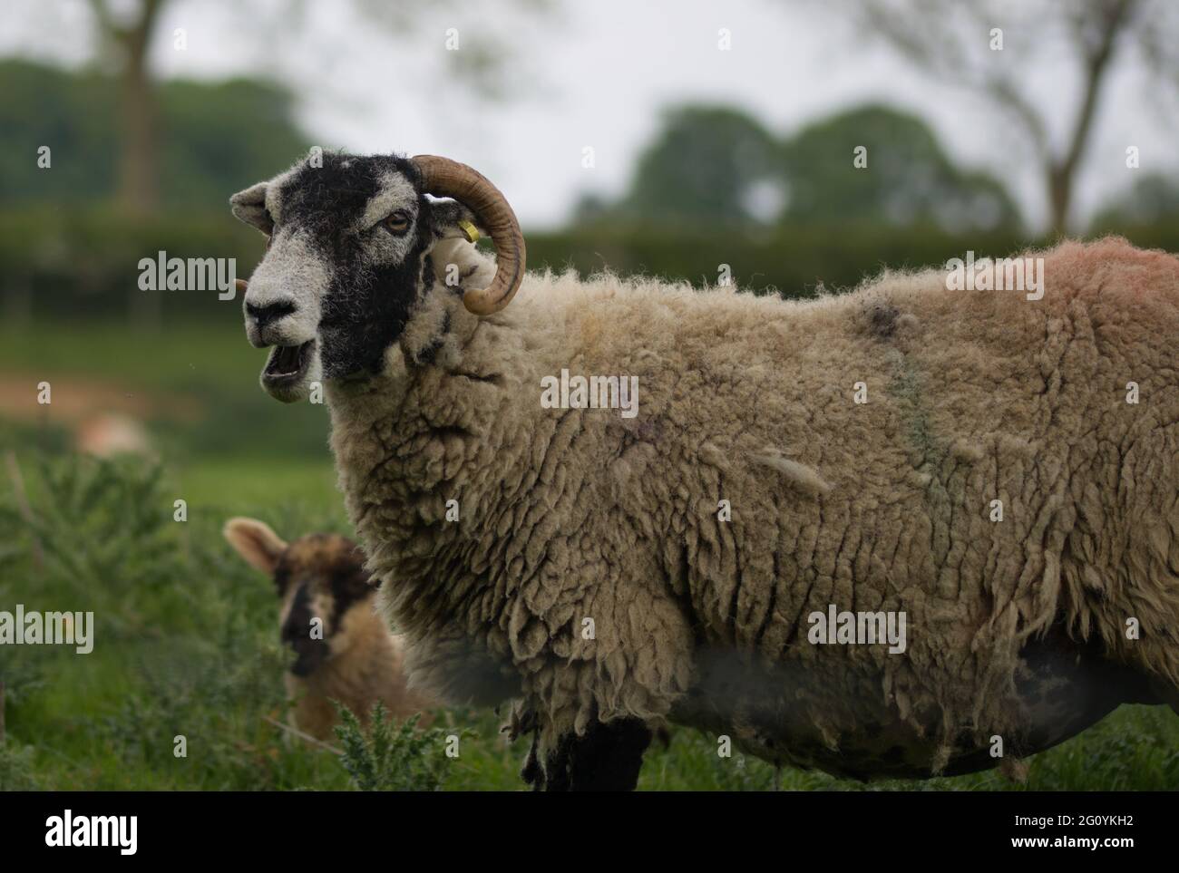 Photograph of sheep grazing in a meadow in summer Stock Photo - Alamy