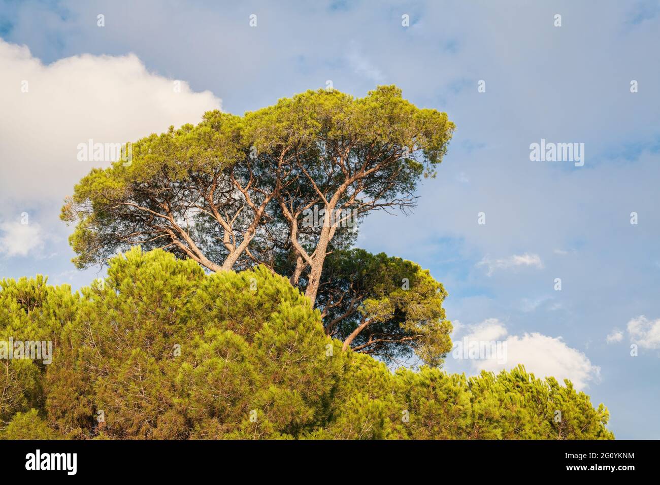 Stone pine in the forest in a bright day, south coast of Turkey in Mediterranean. Pinus pinea also know as umbrella pine. Stock Photo