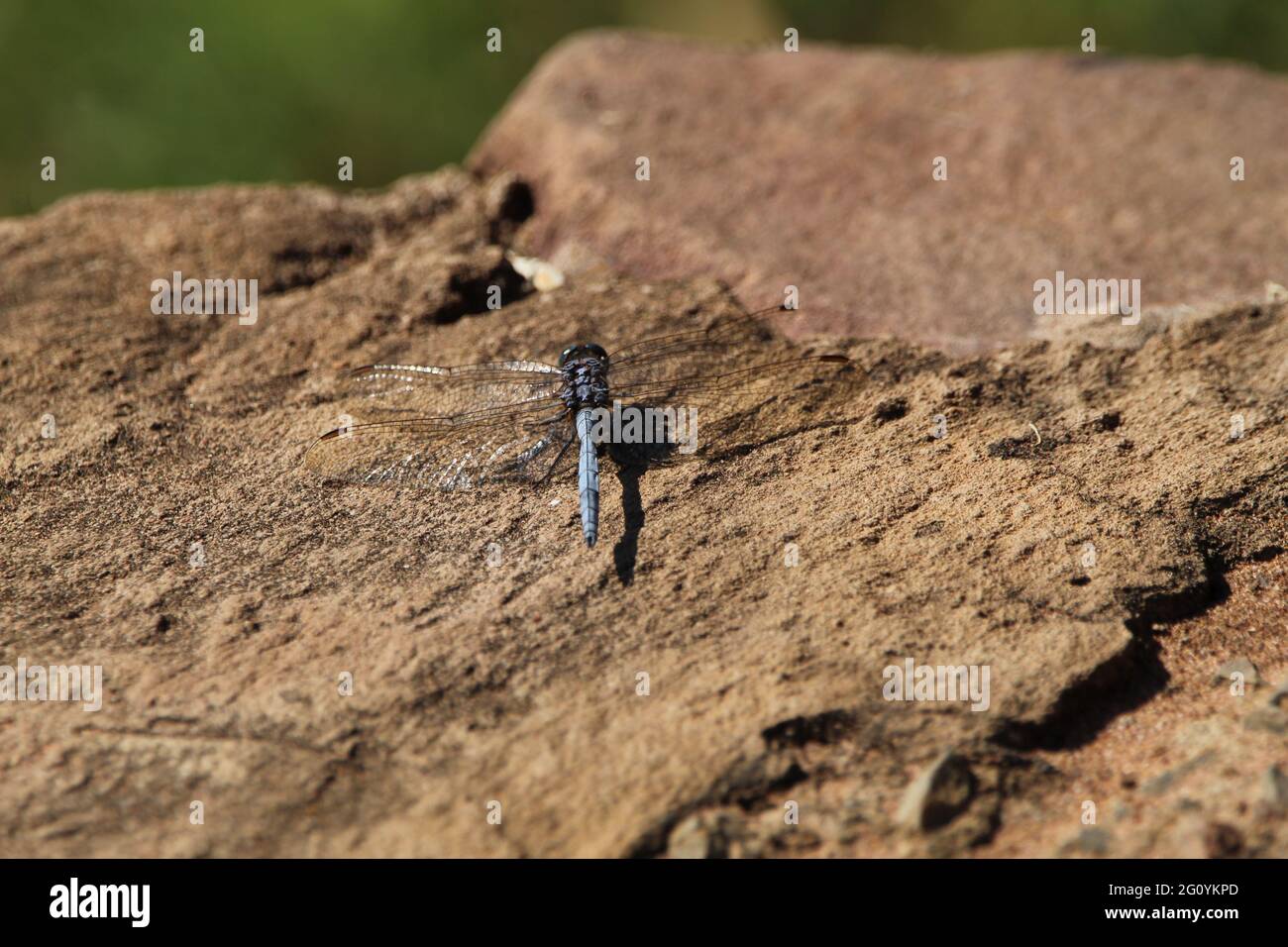 Blue dragonfly sitting on a rock wall. Stock Photo