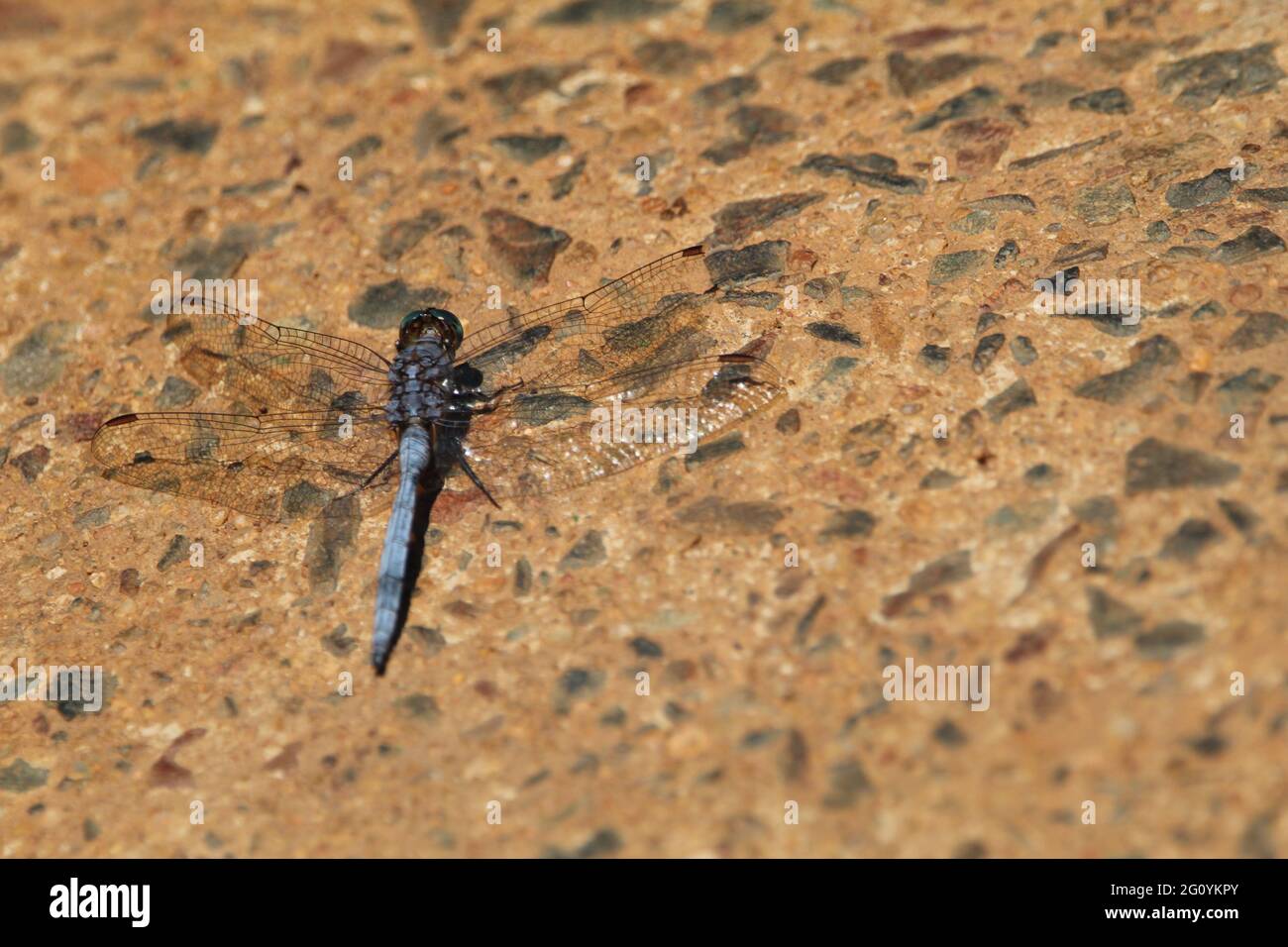 Blue dragonfly sitting on a rock wall. Stock Photo