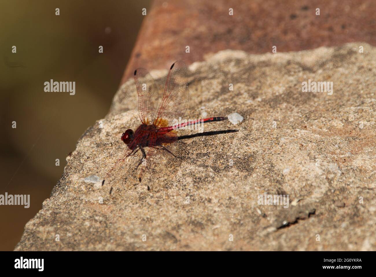 Red dragonfly sitting on a rock wall. Stock Photo