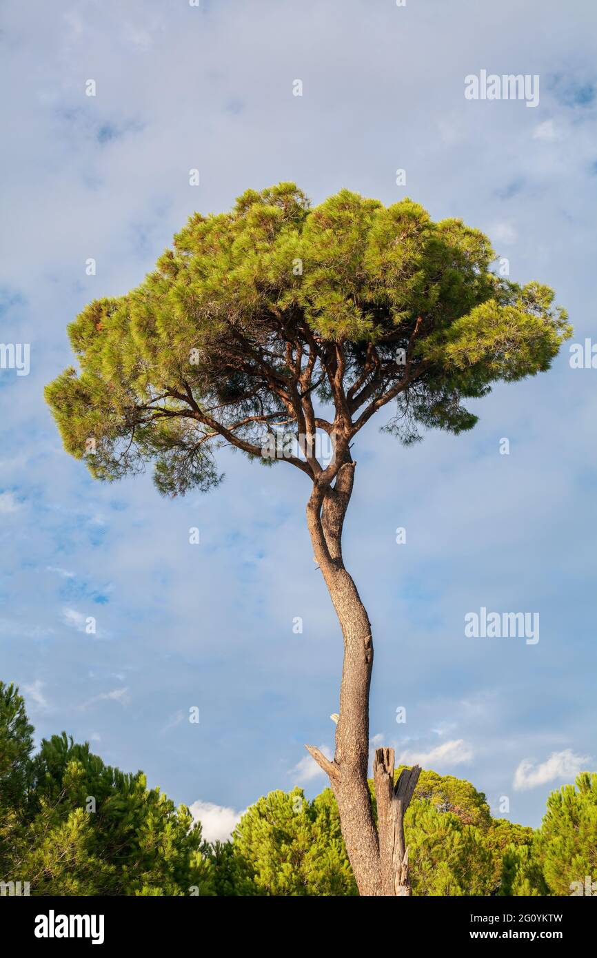 Stone pine in the forest in a bright day, south coast of Turkey in Mediterranean. Pinus pinea also know as umbrella pine. Stock Photo