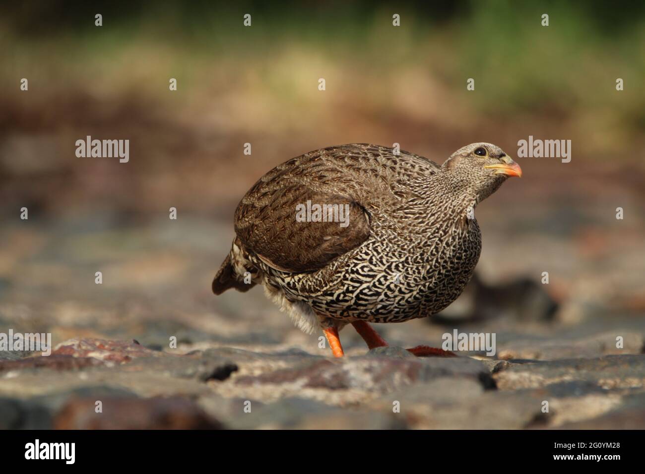 Francolin standing on the rocks. Stock Photo