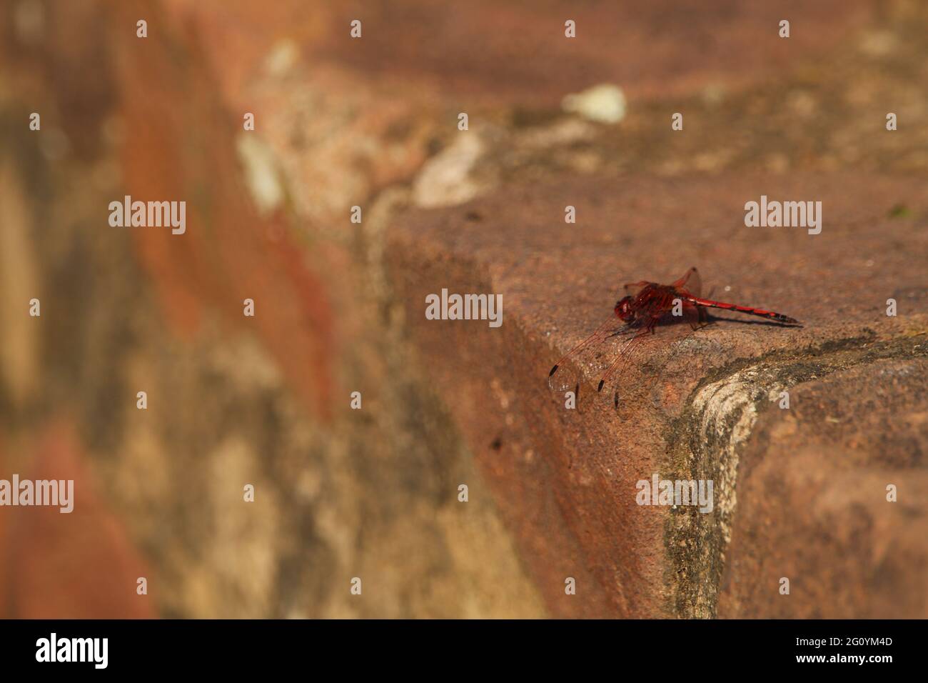 Red dragonfly perched on a rock wall. Stock Photo