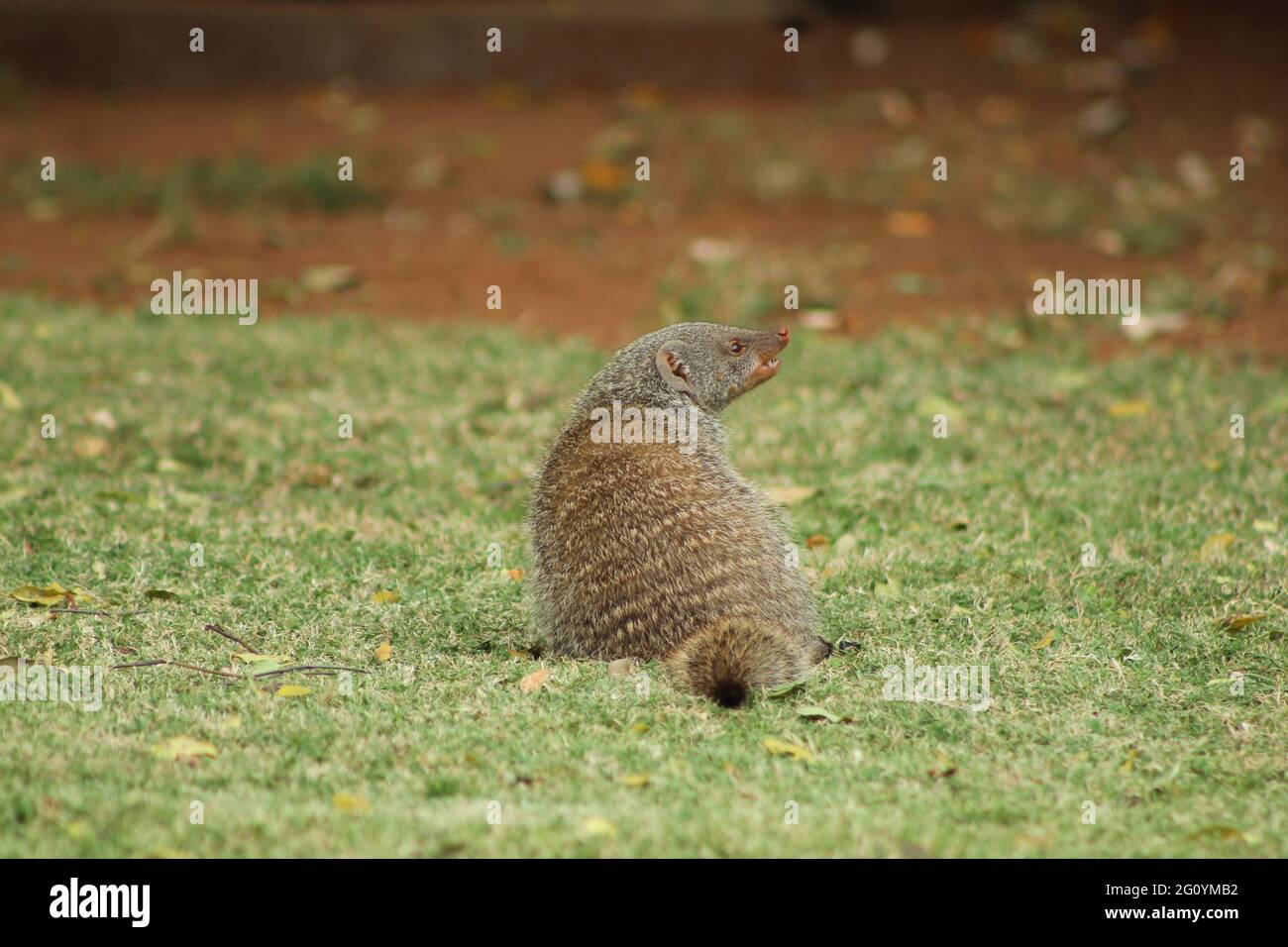 Small indian mongoose hires stock photography and images Alamy