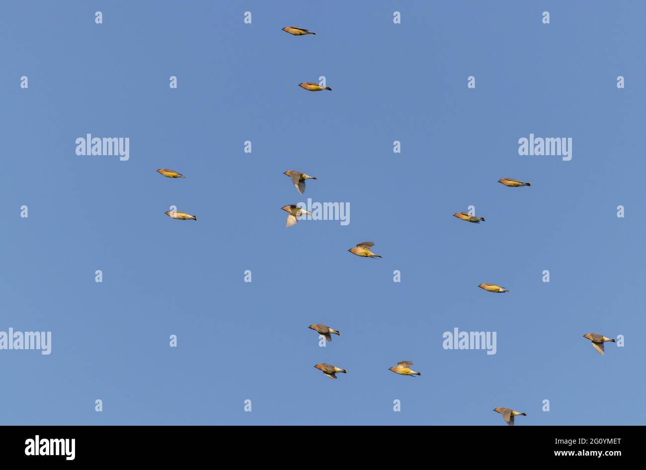 Scenic view of a flock of birds soaring under a clear blue sky Stock ...