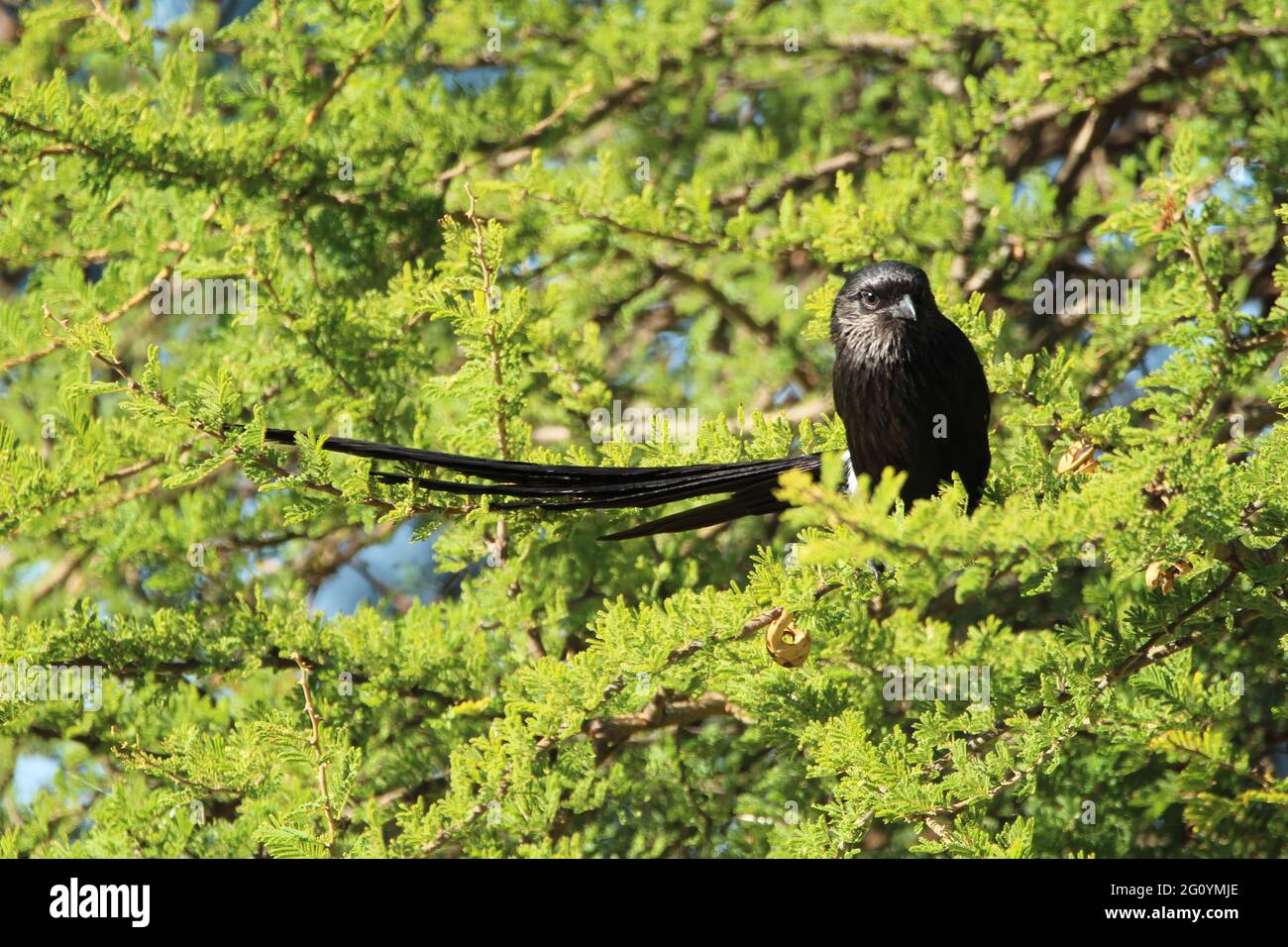Long tailed shrike perched on a tree branch Stock Photo - Alamy