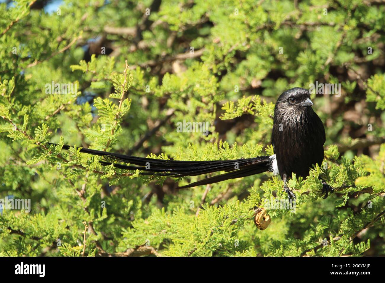 Long tailed shrike perched on a tree branch Stock Photo - Alamy
