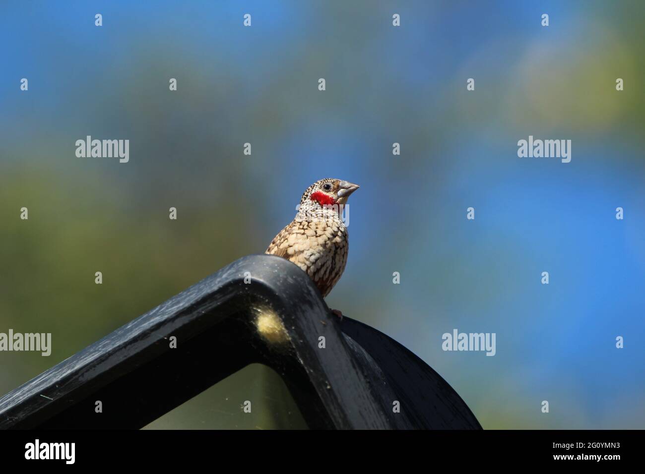 Cut throat finch perched on a outside lamp. Stock Photo