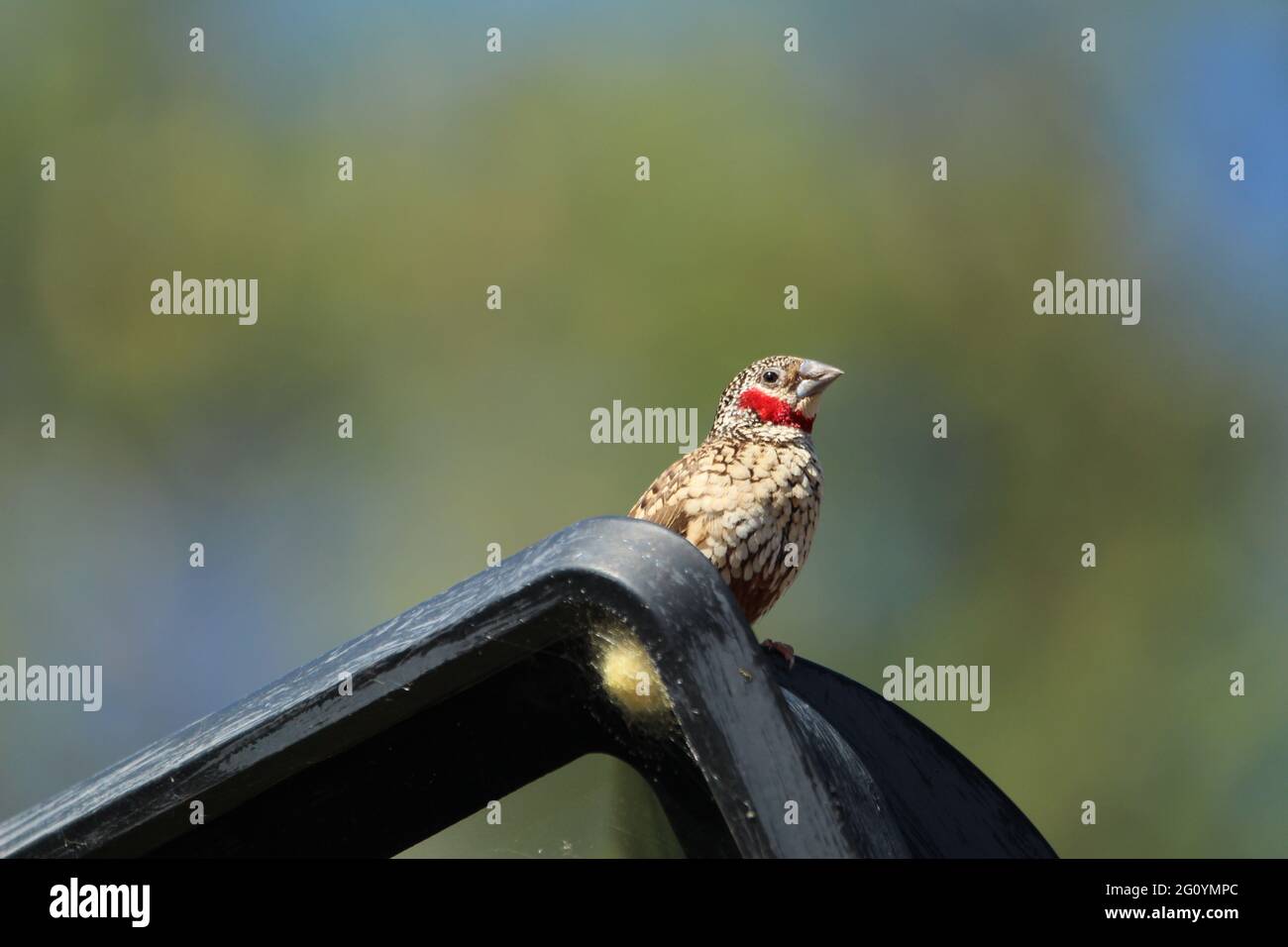 Cut throat finch perched on a outside lamp. Stock Photo