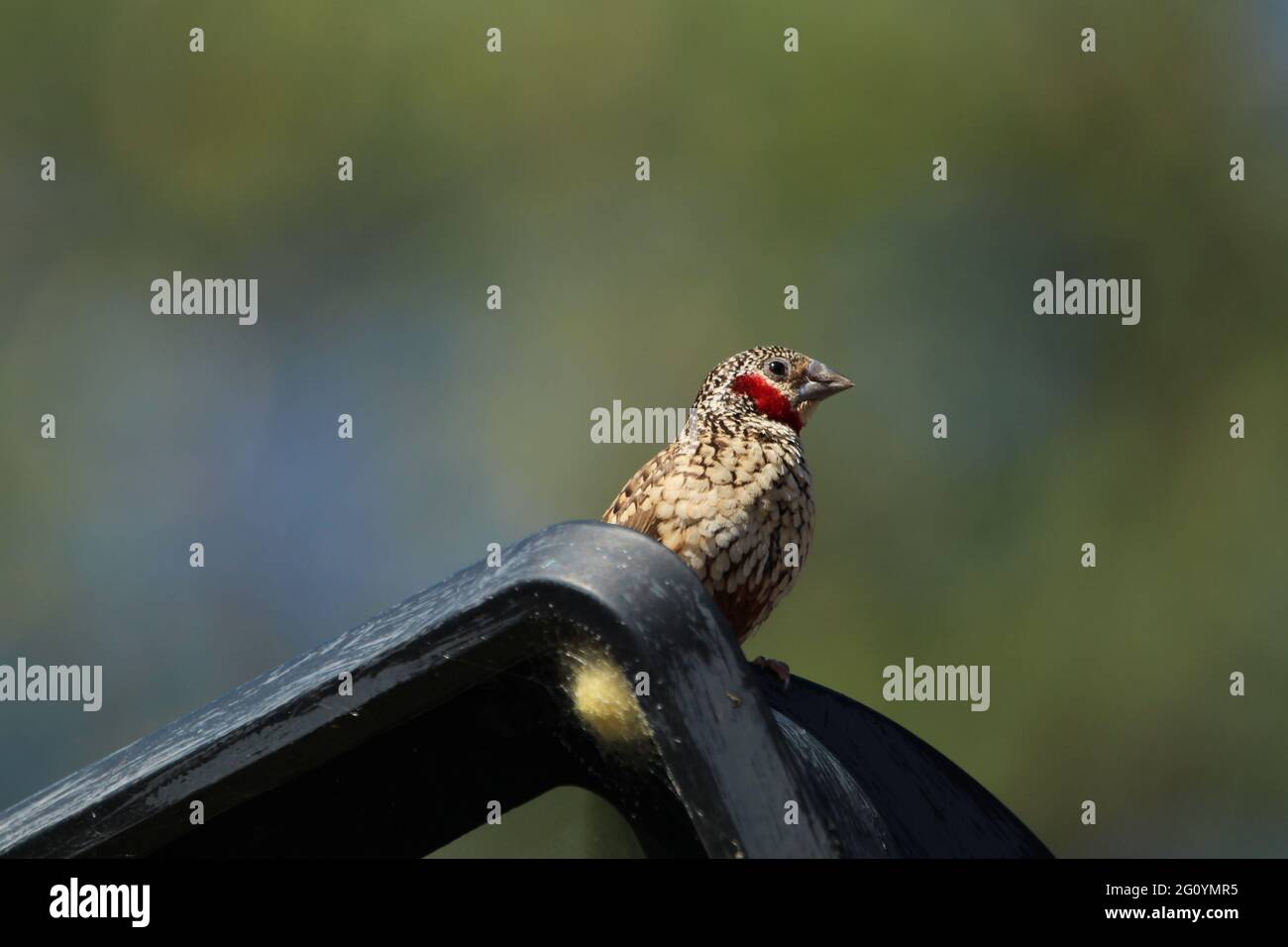 Cut throat finch perched on a outside lamp. Stock Photo