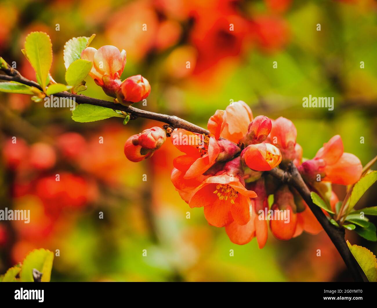 Red Flowering Quince. A branch of the Japanese quince with beautiful red flowers. Red quince flowers on a bush Stock Photo
