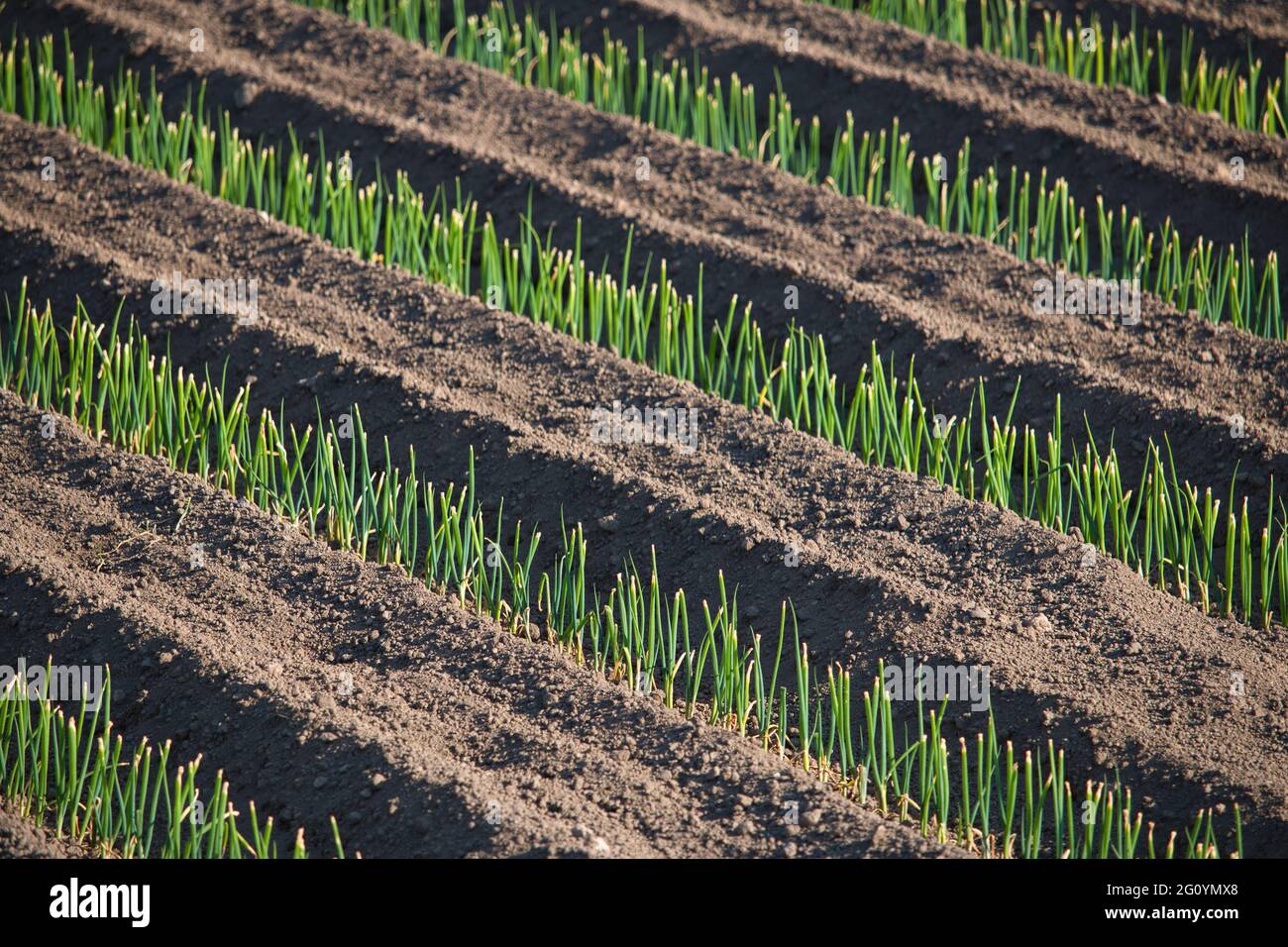 Close-up of newly planted japanese onions Stock Photo