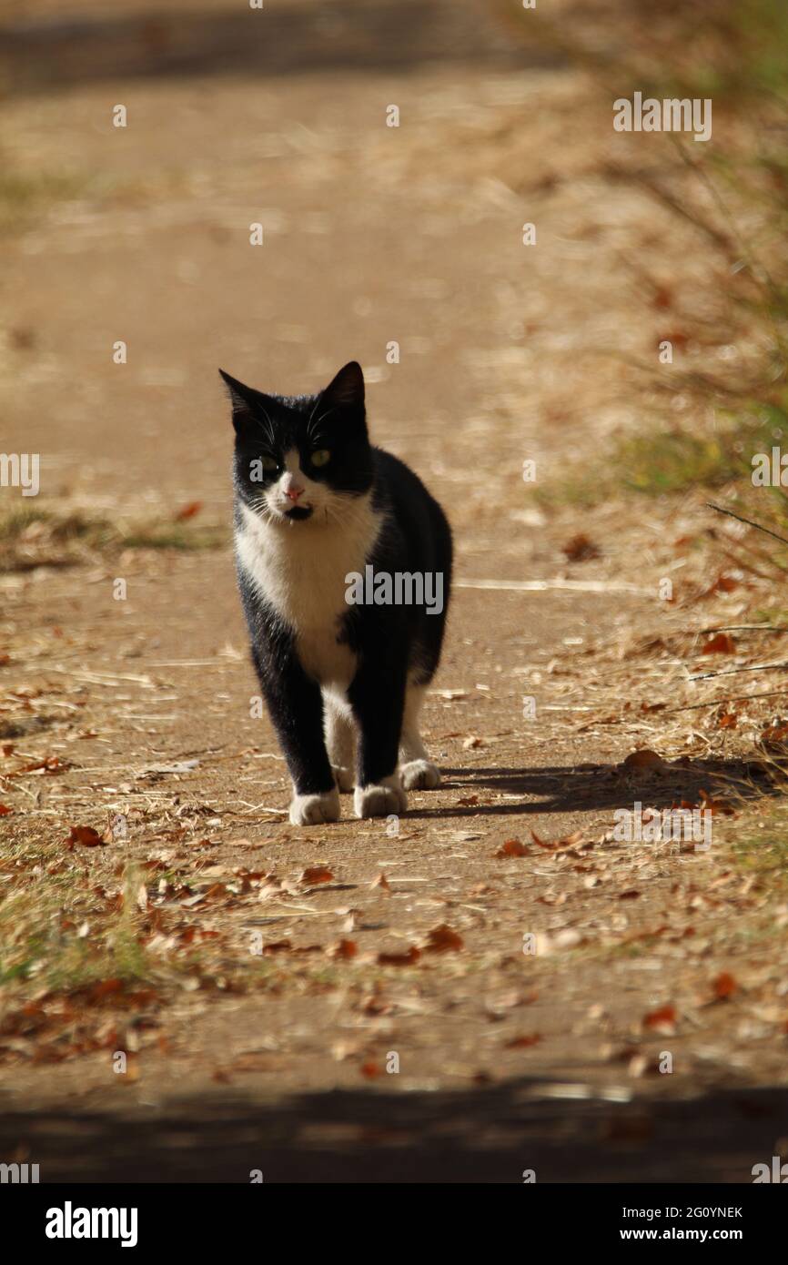 Cat walking in a walkway Stock Photo Alamy