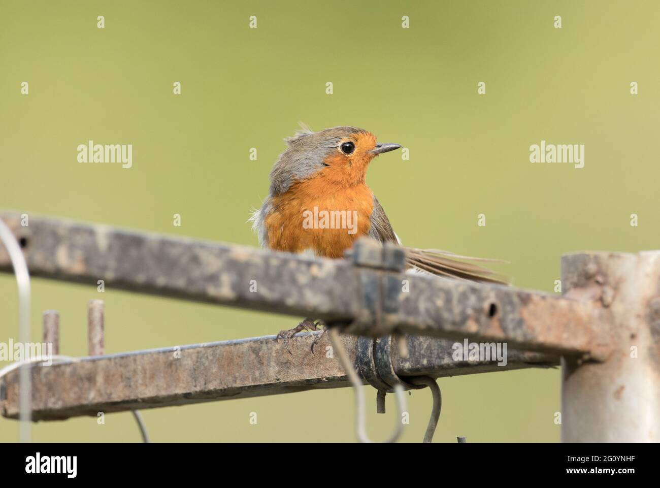 Robin on a bird feeder, High Batts, North Yorksire Stock Photo