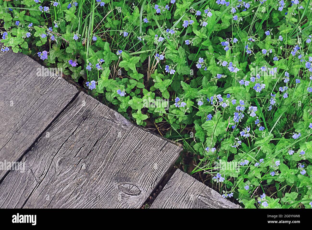 Small meadow wildflowers growing along a wooden boardwalk. Floral background, top view, horizontal position. High quality photo Stock Photo