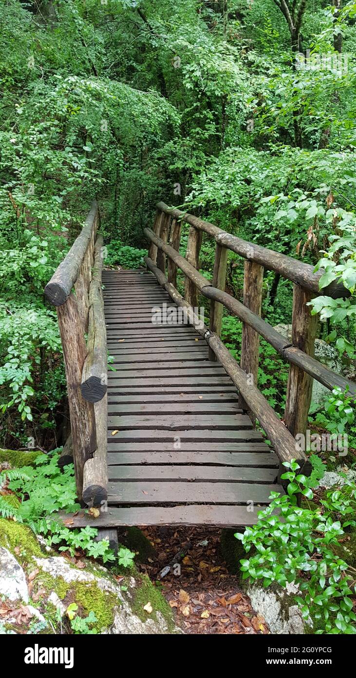 Wooden bridge and Path in the forest Stock Photo - Alamy