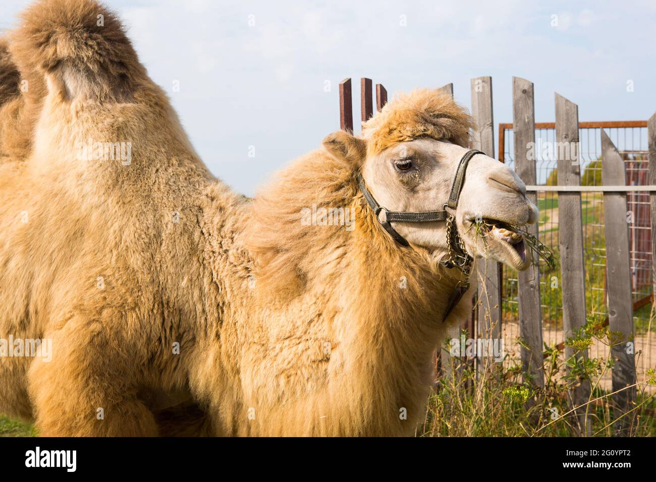 A red camel on a farm stands on the green grass in a harness and chews  thorns. Animal riding, zoo, breeding, entertainment for tourists and  children Stock Photo - Alamy