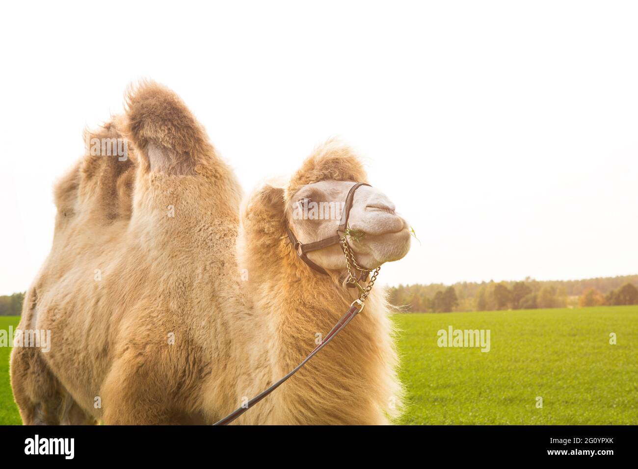 A red camel on a farm stands on the green grass in a harness and chews  thorns. Animal riding, zoo, breeding, entertainment for tourists and  children Stock Photo - Alamy